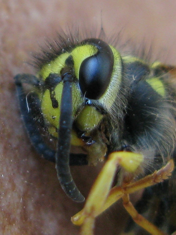 Vespula germanica